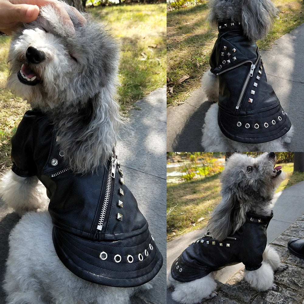 Cool Leather Jacket For Your Rebel Fur Ball